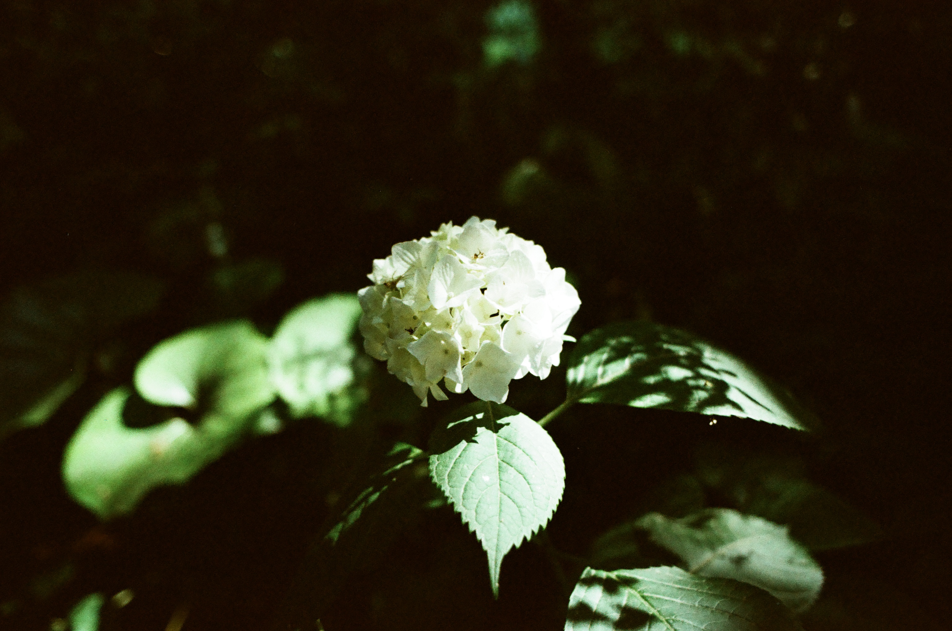 Close-up of a flower