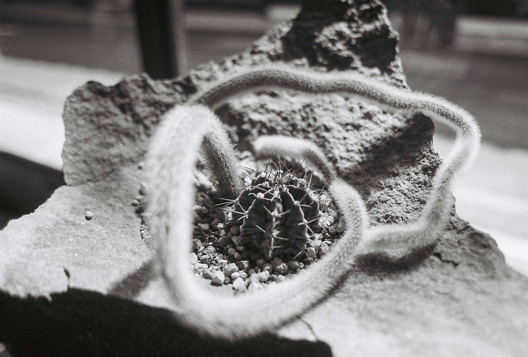 Close-up of a flower